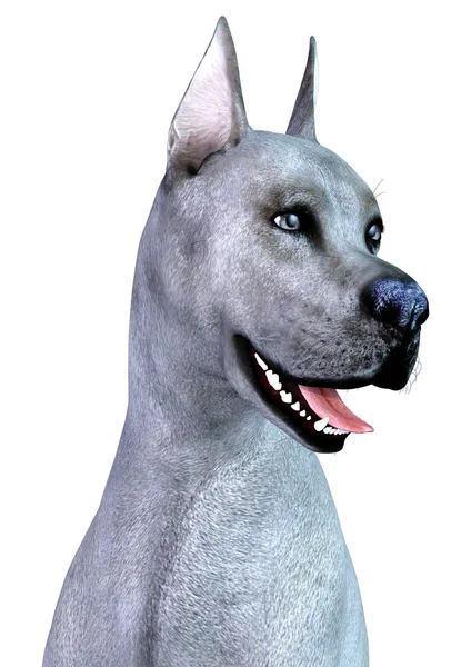 3D Render Blue Grat perro danés en blanco —  Fotos de Stock