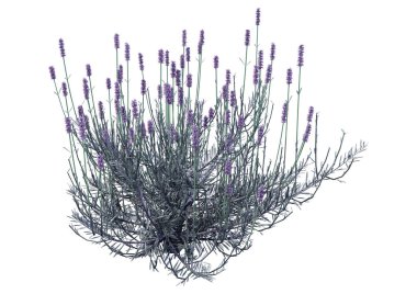 3D işleme lavanta çiçekleri beyaz