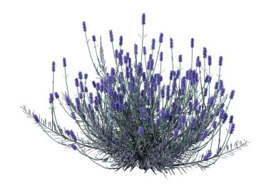 3D işleme lavanta çiçekleri beyaz