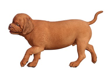 Beyaz üzerinde 3D render Puppy