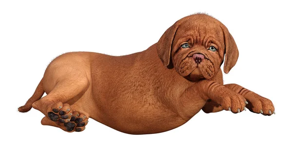 3D rendering puppy op wit — Stockfoto