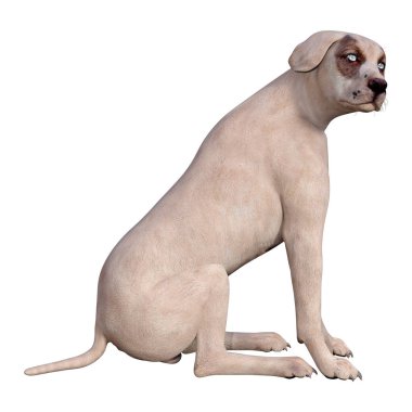 Beyaz 3d Rendering Crossbreed Köpek