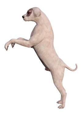 Beyaz 3d Rendering Crossbreed Köpek