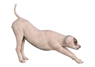 Beyaz 3d Rendering Crossbreed Köpek