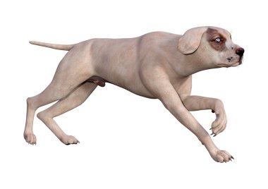 Beyaz 3d Rendering Crossbreed Köpek