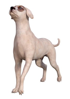 Beyaz 3d Rendering Crossbreed Köpek