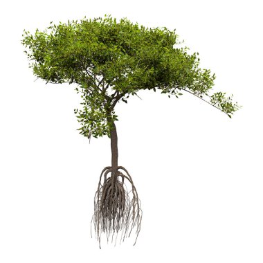 Mangrove Ağacı Beyaz Üzerine 3d Hazırlanıyor