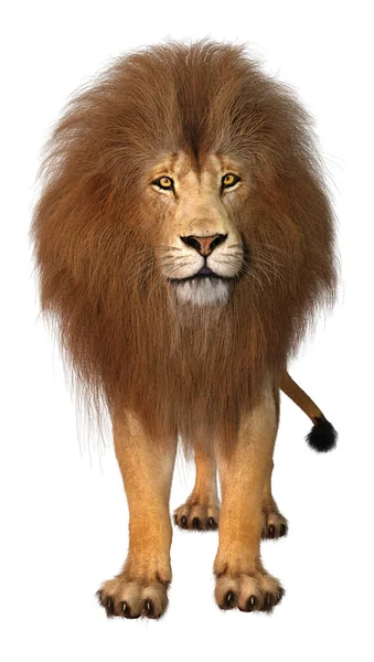Representación 3D León macho en blanco —  Fotos de Stock