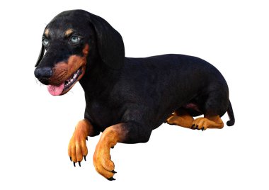 Beyaz 3d Rendering Dachshound