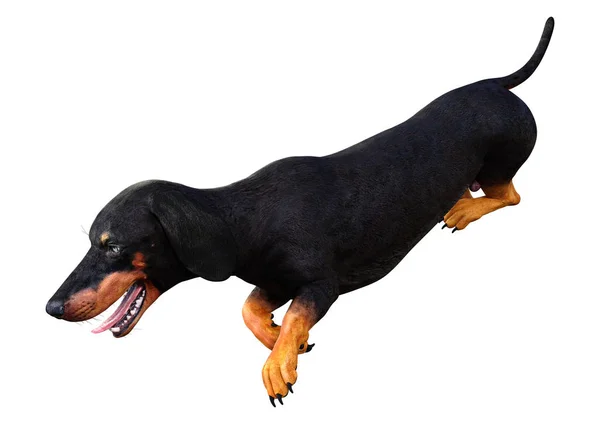 Dachshound renderowania 3D na białym — Zdjęcie stockowe