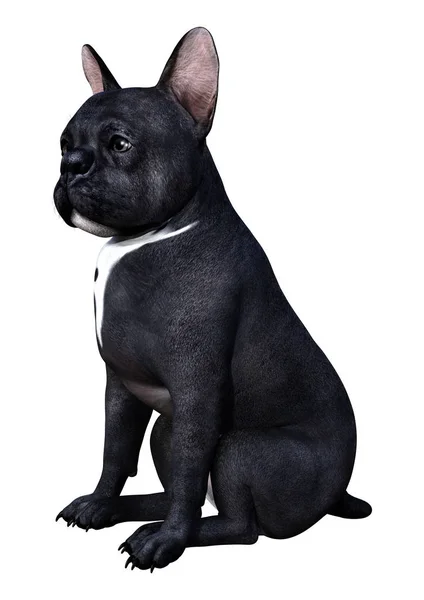 3D Rendering French Bulldog on White — Stock Photo, Image