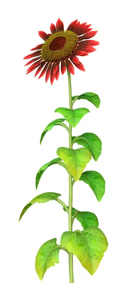 3D Rendering Sunflower on White — Stock Photo, Image