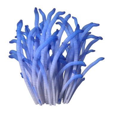 3d Rending Blue Anemone on on White