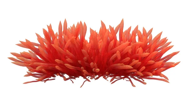 Rendering 3D Anemone Rosso su Bianco — Foto Stock