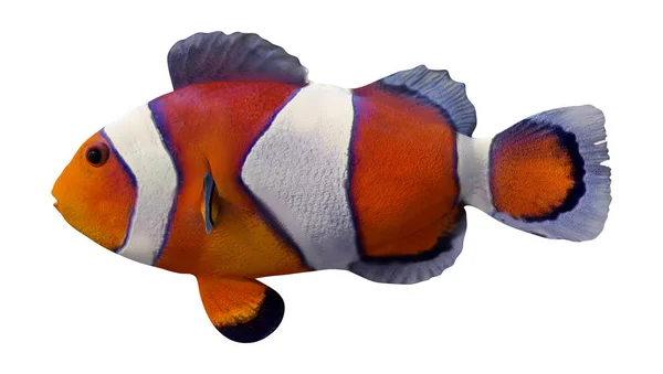 3D Rendering Orange Clownfish on White — Stock Photo, Image