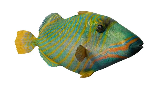 Triggerfish doublé d'orange rendu 3D sur blanc — Photo