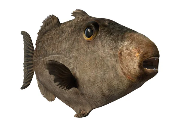 3D renderizado gris Triggerfish en blanco — Foto de Stock