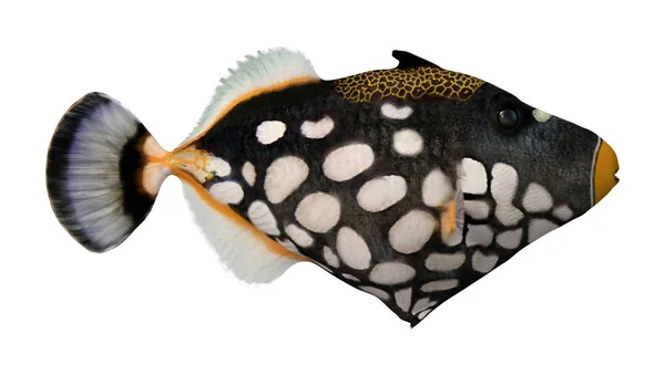 3D Rendering Clown triggerfish on White — Stock Photo, Image