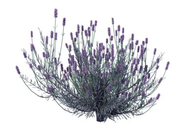 3D işleme lavanta çiçekleri beyaz