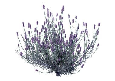 3D işleme lavanta çiçekleri beyaz