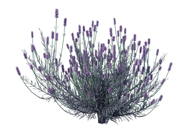 3D işleme lavanta çiçekleri beyaz