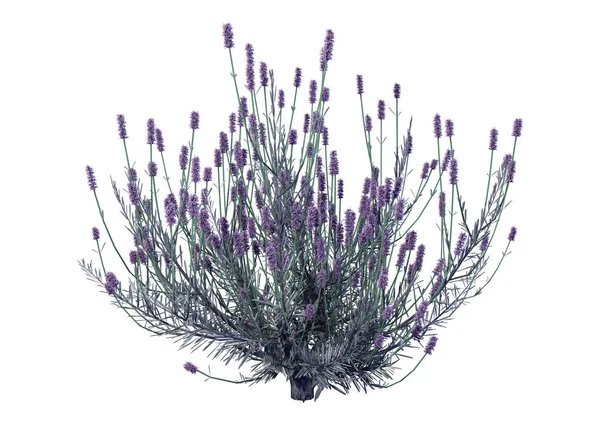 3D işleme lavanta çiçekleri beyaz