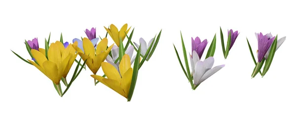 3D rendering Crocus blommor på vit — Stockfoto