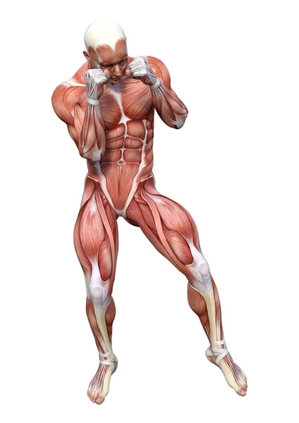 Figura de anatomía masculina de representación 3D en blanco — Foto de Stock