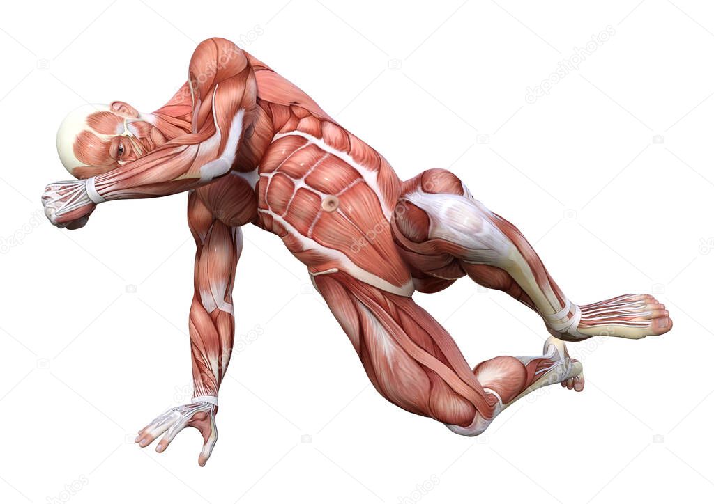 3D Rendering Male Anatomy Figure on White