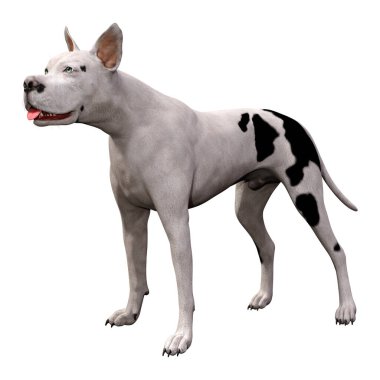 Beyaz 3d Rendering Grat Dane Köpek