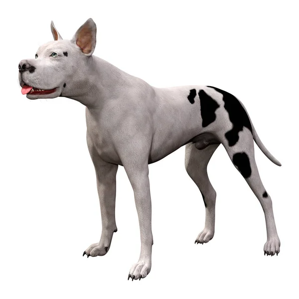 3D vykreslování Grat Dane Dog na bílém — Stock fotografie