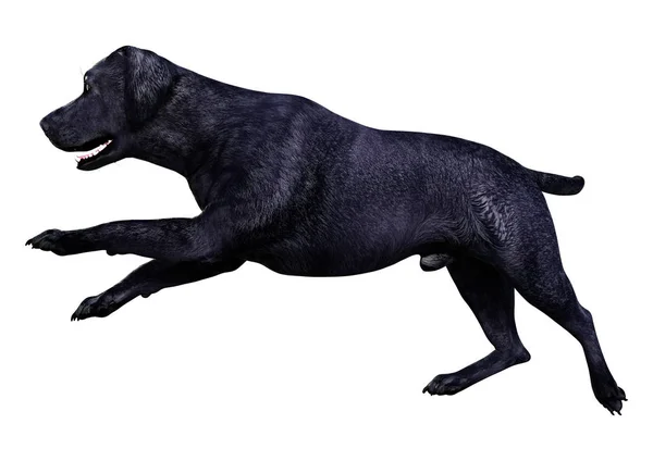 3D rendering Labrador hund på vit — Stockfoto