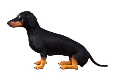 Beyaz 3d Rendering Dachshound