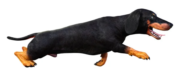 3D rendering Dachshound a fehér — Stock Fotó