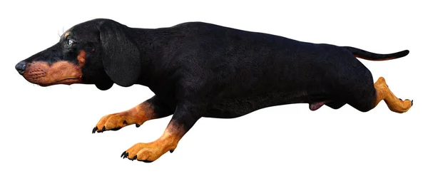 3D rendering Dachshound op wit — Stockfoto