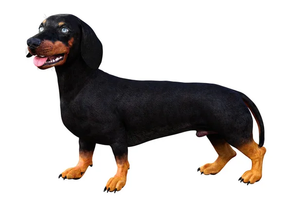 Dachshound rendu 3D sur blanc — Photo