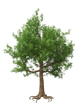 3D render meşe ağaç beyaz