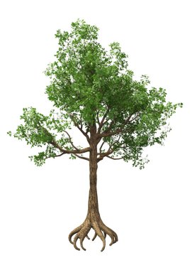 3D render meşe ağaç beyaz