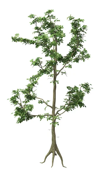 3D Elm Tree renderização em branco — Fotografia de Stock