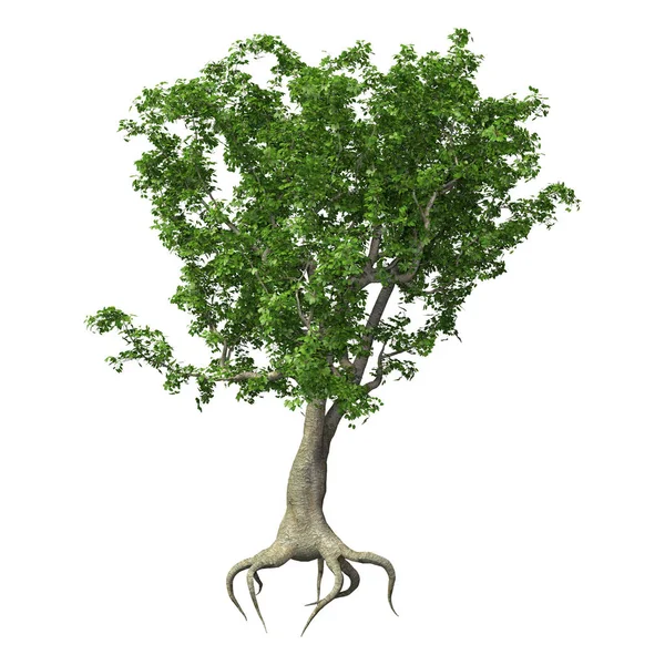 3D-Rendering Apfelbaum auf Weiß — Stockfoto