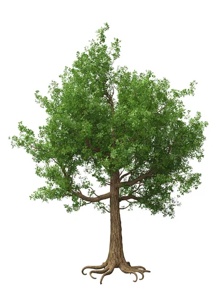 3D vykreslování Oak Tree na bílém — Stock fotografie