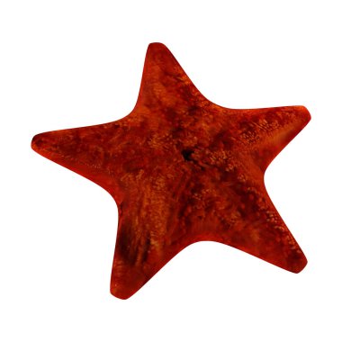 3d Rendering Sea Star on White