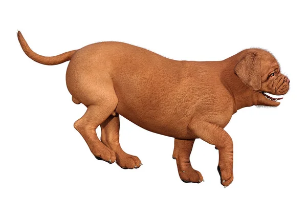 Filhote de cachorro de renderização 3D em branco — Fotografia de Stock