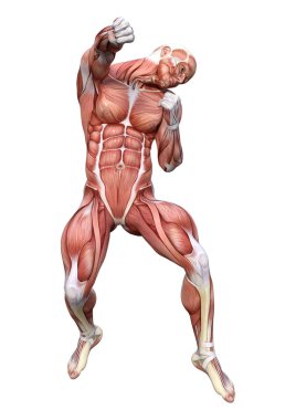 3D render erkek anatomisi şekil üzerinde beyaz