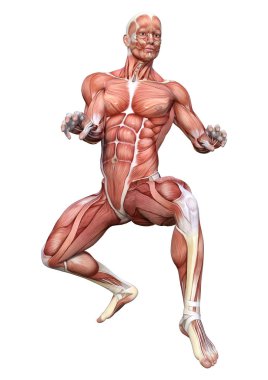 3D render erkek anatomisi şekil üzerinde beyaz