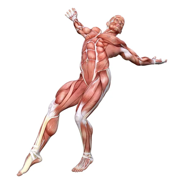 Figura de Anatomia Masculina de Renderização 3D em Branco — Fotografia de Stock