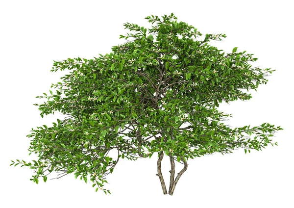 3D-konvertering Lemon Blossom Tree på vitt — Stockfoto