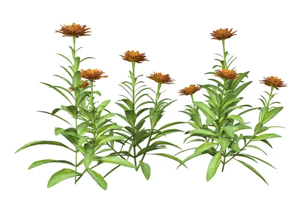 3D-Rendering Calendula Blommor på vit — Stockfoto