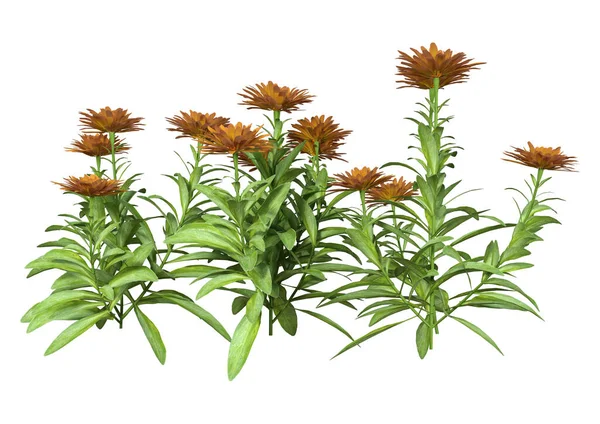 3D-Rendering Calendula Blommor på vit — Stockfoto