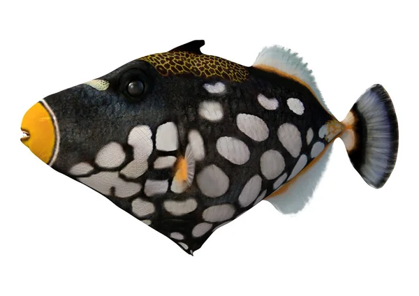 Renderização Triggerfish Palhaço Conspicillum Balistoides Triggerfish Bigspotted Isolado Fundo Branco — Fotografia de Stock